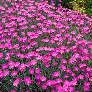 Гвоздика Грандифлорус