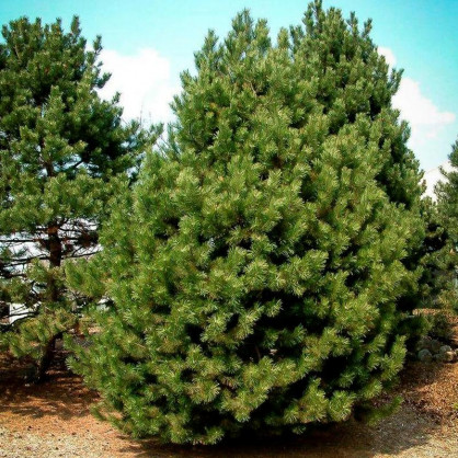 Сосна черная обыкновенная