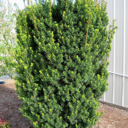 Тис средний Хатфелди (Taxus media Hatfieldii)