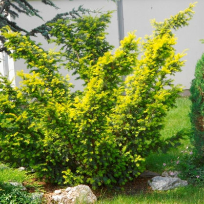 Тис ягодный Элегантиссима