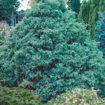 Кипарисовик горохоплодный Сквароза Нана