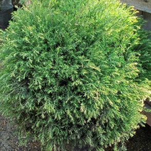 Туя вересковидная Эрикоидес