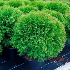 Туя западная Вудварди (Woodwardii)