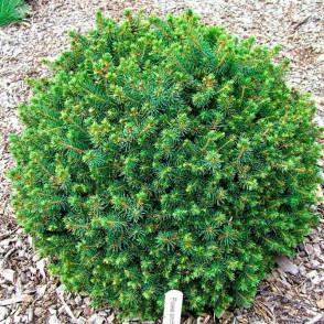 Ель ситхинская Нана (Picea sitchensis Nana)