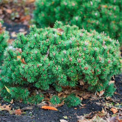 Сосна горная Хампи (Humpy)