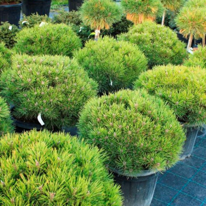 Сосна черная Мари Брегон