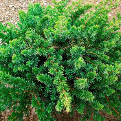 Можжевельник Прибрежный Блю Пасифик