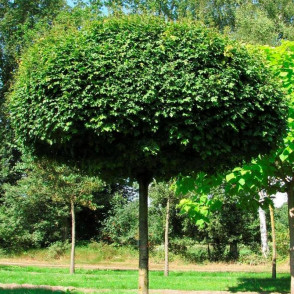 Клен полевой Нанум