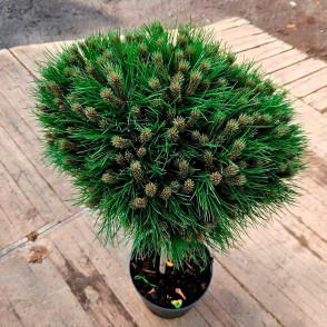 Сосна черная Байо (Bayo)