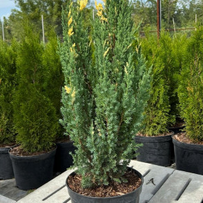 Можжевельник Стрикта Вариегата