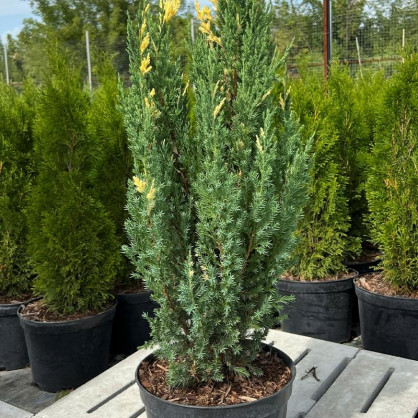 Можжевельник Стрикта Вариегата