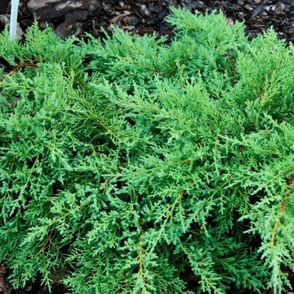 Можжевельник Птицифириана компакта