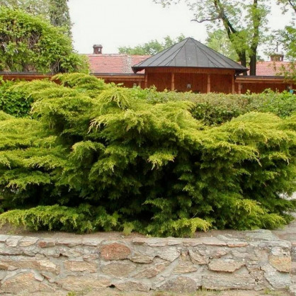 Можжевельник Птицифириана Аурея