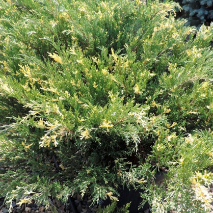 Можжевельник горизонтальный Вариегата