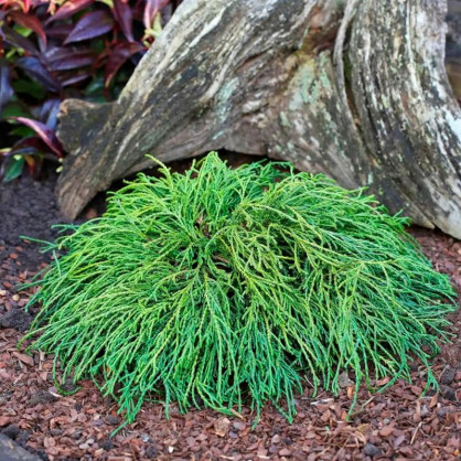 Кипарисовик горохоплодный Филифера Нана