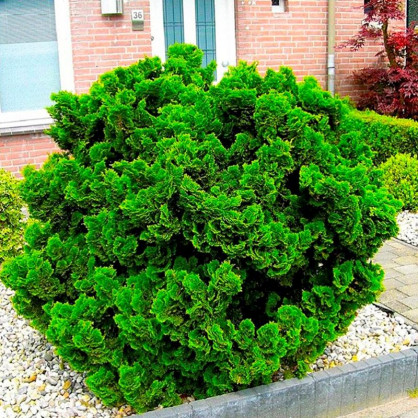 Кипарисовик тупой Нана Грацилис