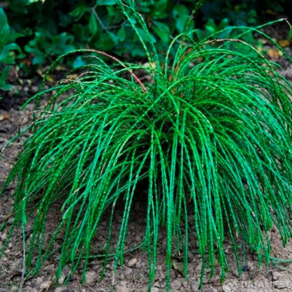 Туя складчатая Випкорд​ (Thuja plicata Whipcord​)