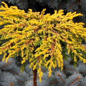 Можжевельник обыкновенный Голдшатц