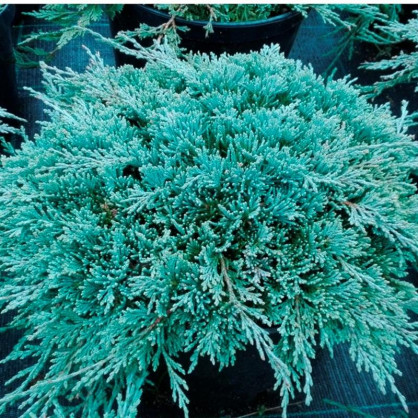 Можжевельник горизонтальный Айс Блю (Ice Blue)