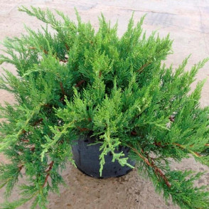 Можжевельник Рокери Джем