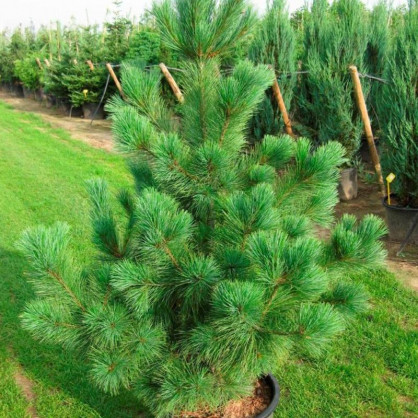 Сосна Румелийская