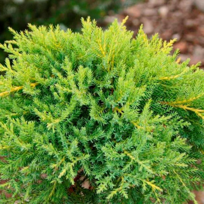 Можжевельник средний Голдкиссен