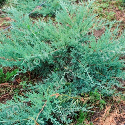 Можжевельник средний Пфитцериана Глаука