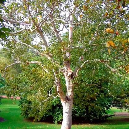 Берёза повислая Спайдер Эллей