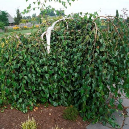 Береза полезная Лонг Транк (Long Trunk)