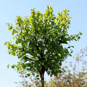 Береза повислая Меджикал Глоб