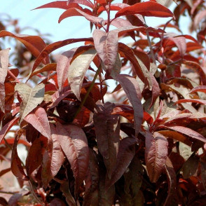 Нектарин Краснолистный