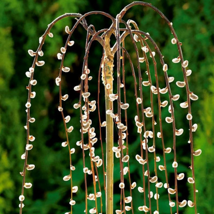 Ива козья Пендула на штамбе