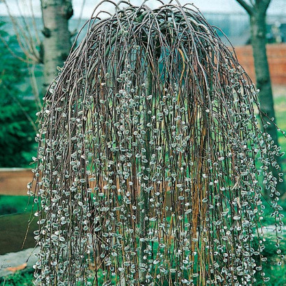 Ива козья Килмарнок на штамбе