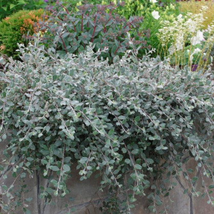 Ива ползучая Грин Карпет