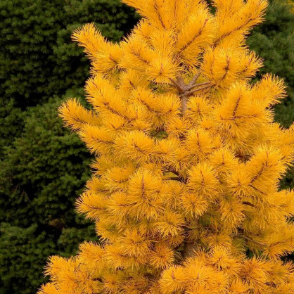 Сосна желтая Пондероза