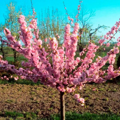 Миндаль на штамбе розовый