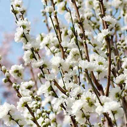 Миндаль белый на штамбе