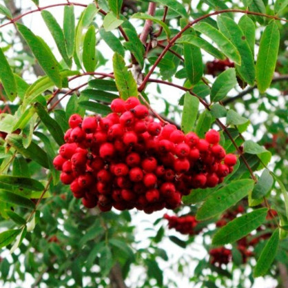 Рябина Сорбинка