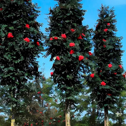 Рябина Шервотер (Scherwater)