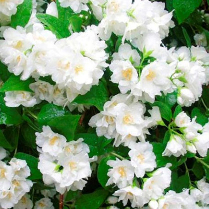 Жасмин (чубушник) Монблан