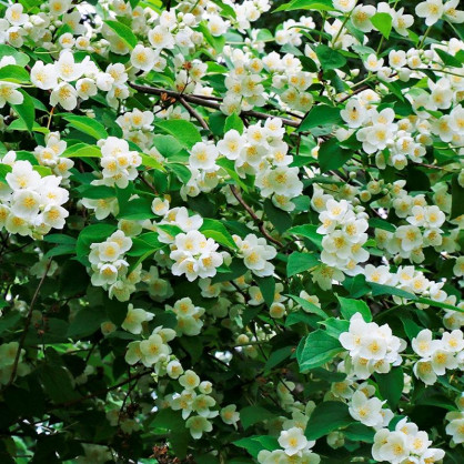 Жасмин (чубушник) Венечный