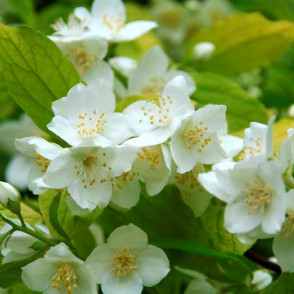 Жасмин (чубушник) Аурея