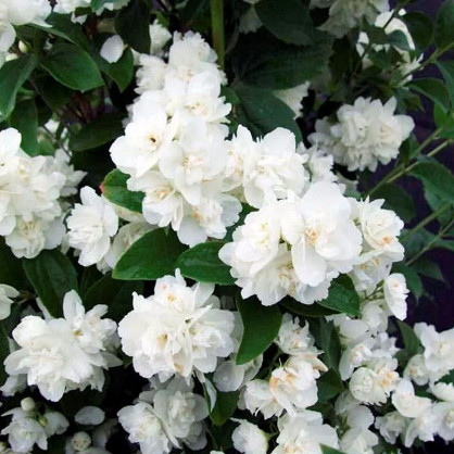 Жасмин (чубушник) Снежная Буря