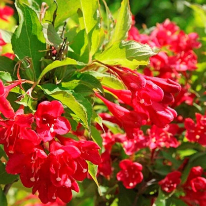 Вейгела Люцифер (Weigela Lucifer)