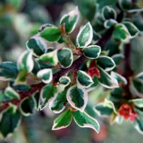 Кизильник горизонтальный Вариегата