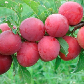 Слива китайская Красный шар