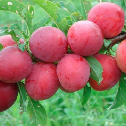 Слива китайская Красный шар