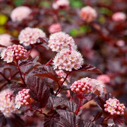 Пузыреплодник Саммер Вайн