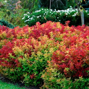 Спирея японская Макрофилла