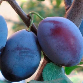 Слива Синий Дар